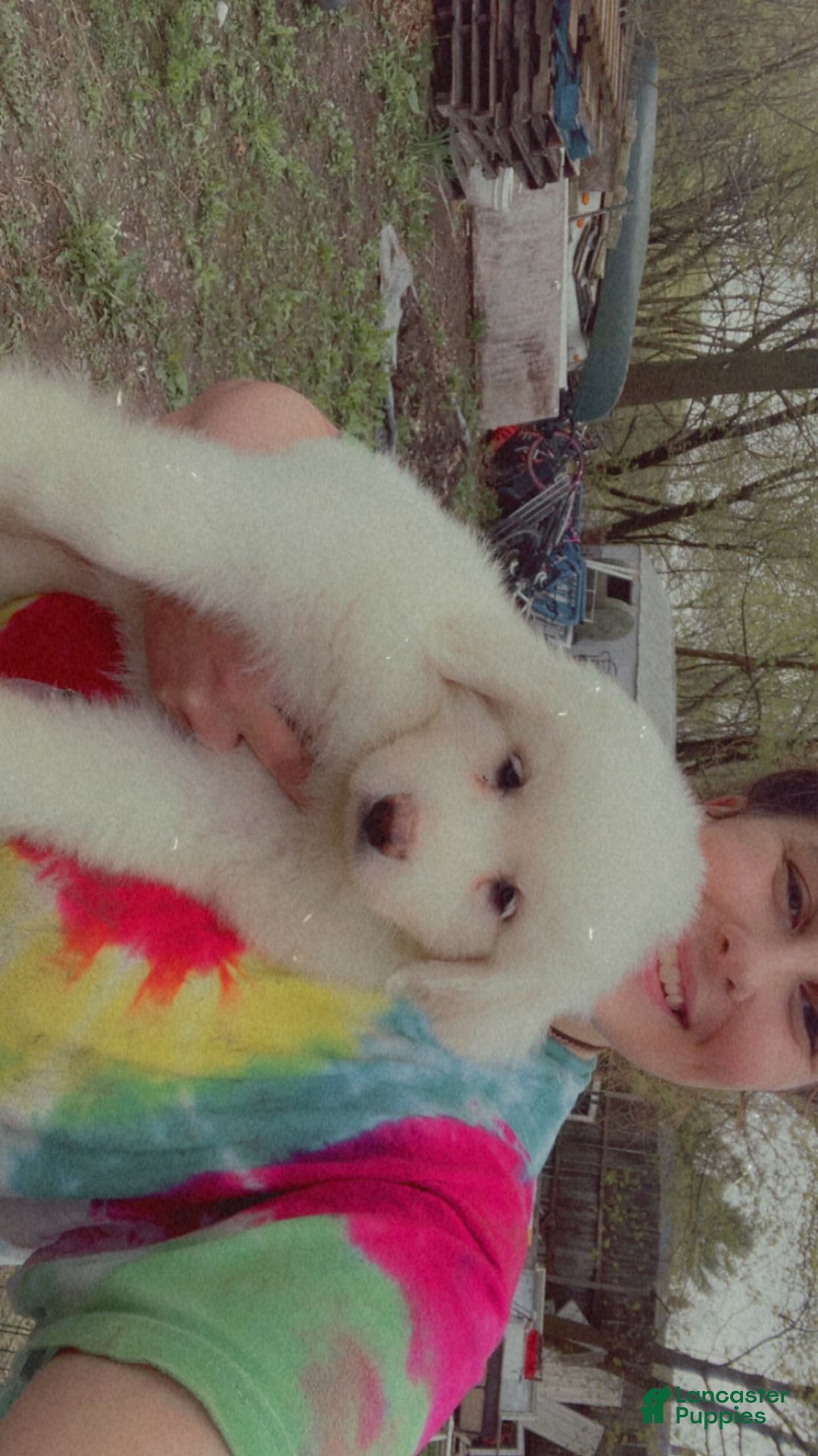 Great Pyrenees dogs for sale: Rocky - Image 7