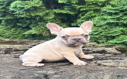 French Bulldog dogs for sale: Genius - Image 4