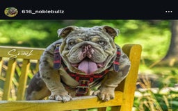 English Bulldog dogs for sale: Boom - Image 1