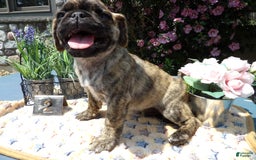 Pug dogs for sale: Casper - Image 1
