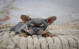 French Bulldog dogs for sale: Riley - Image 2