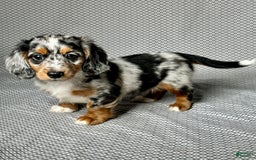 Miniature Dachshund dogs for sale: Miniature Dachshund 3 puppies - Image 3