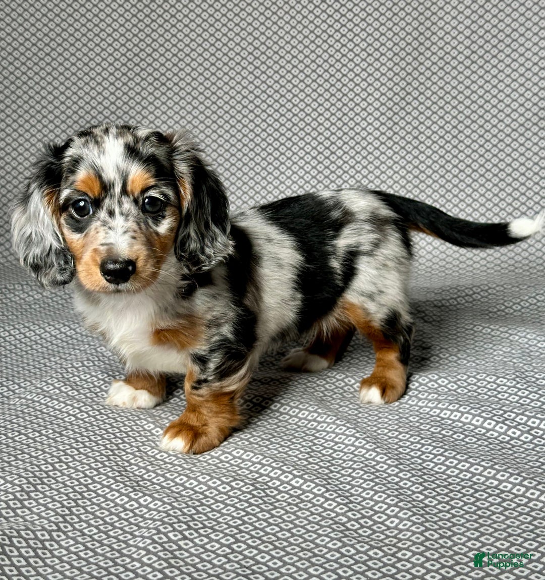 Miniature Dachshund dogs for sale: Miniature Dachshund 3 puppies - Image 3