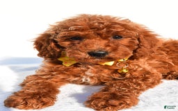 Miniature Poodle dogs for sale: Miniature Poodle 5 puppies - Image 6