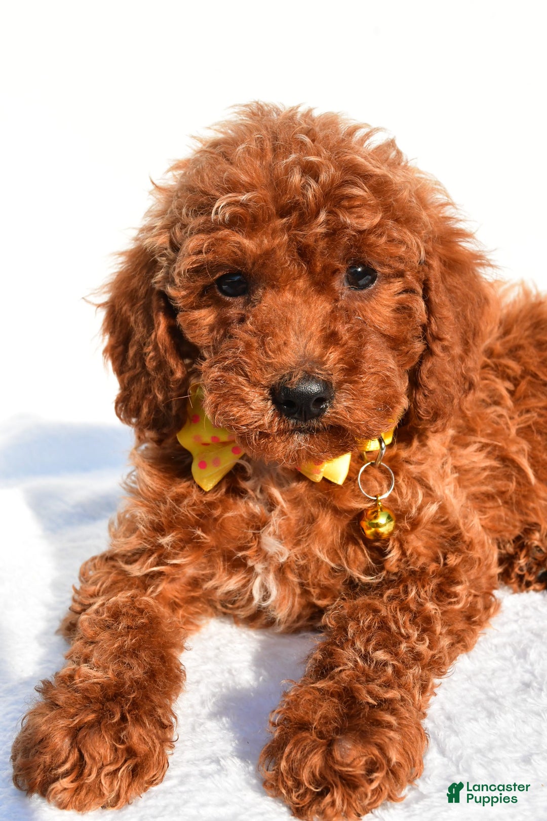 Miniature Poodle dogs for sale: Miniature Poodle 5 puppies - Image 6