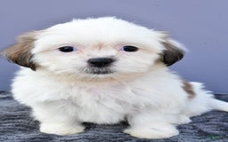 Shih Tzu dogs for sale: Shih Tzu 5 puppies - Image 4