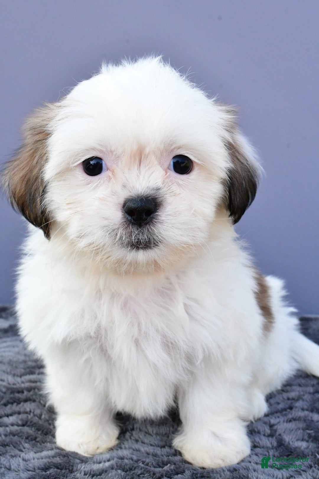 Shih Tzu dogs for sale: Shih Tzu 5 puppies - Image 4