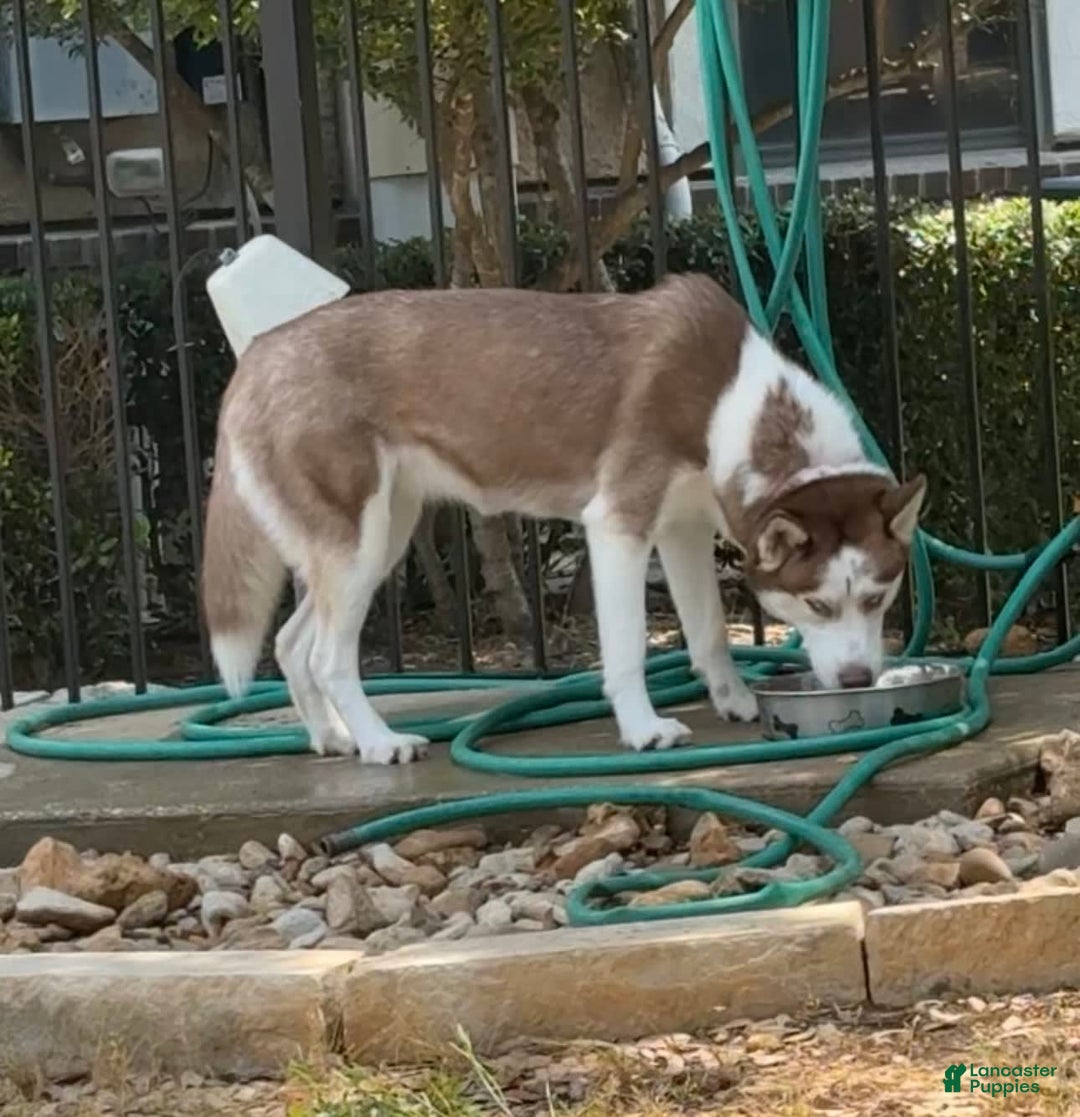 Siberian Husky dogs for sale: Nikiski - Image 2