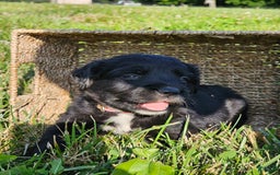Bernese Mountain Dog dogs for sale: Lulu - Image 2