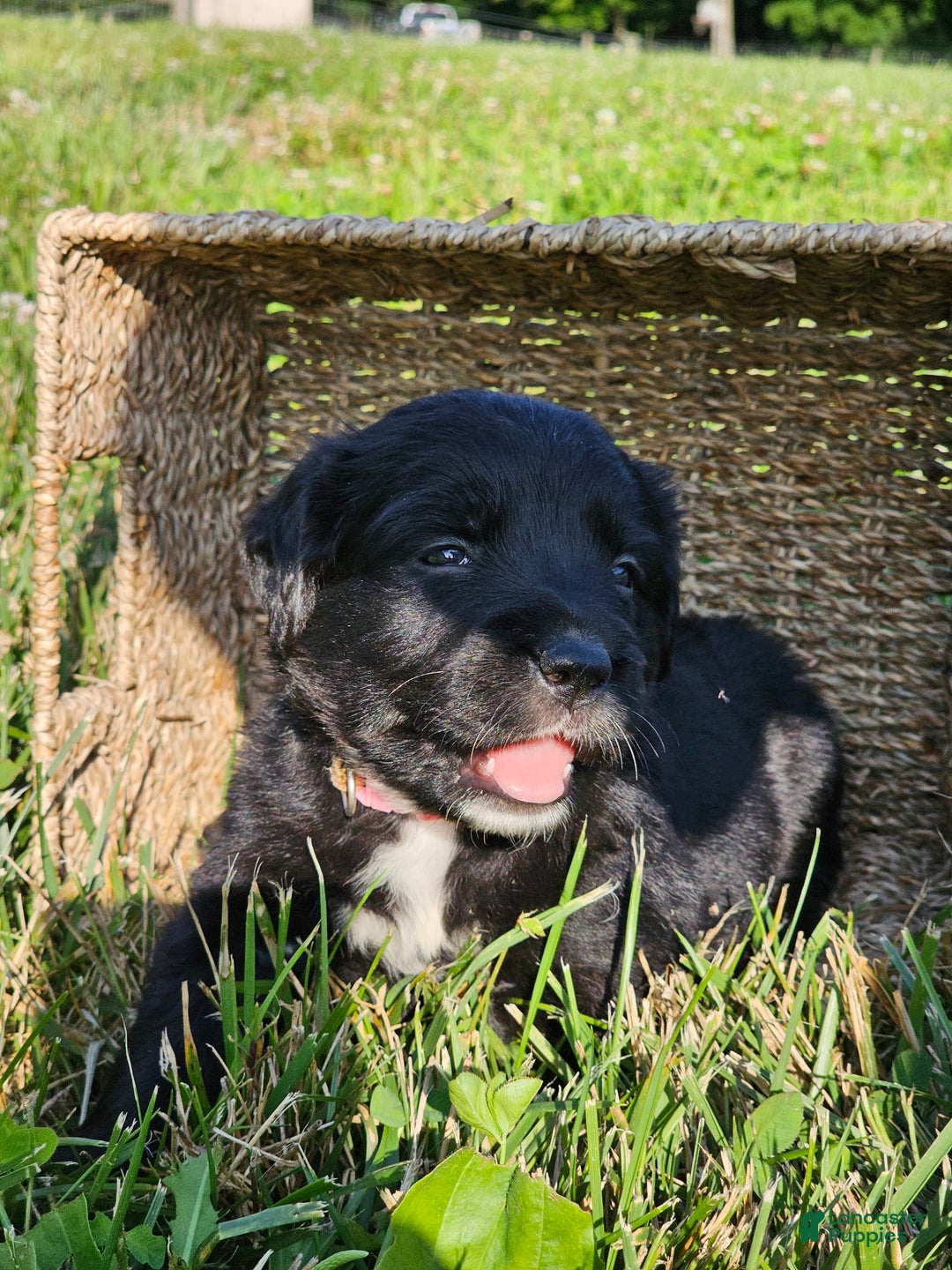 Bernese Mountain Dog dogs for sale: Lulu - Image 2