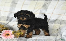 Miniature Poodle dogs for sale: Joy - Image 1