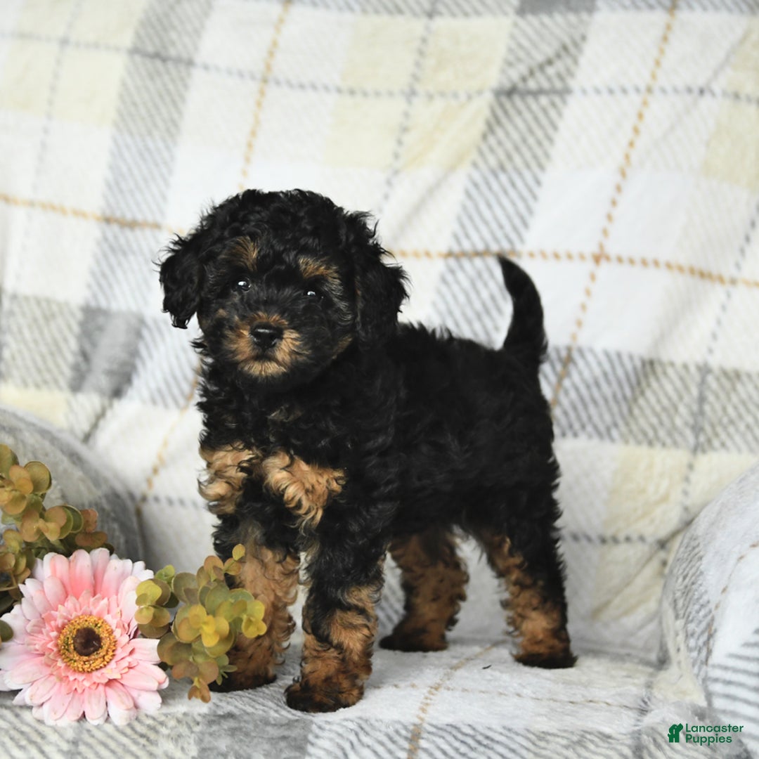 Miniature Poodle dogs for sale: Joy - Image 1