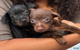 Miniature Pinscher dogs for sale: Petunia - Image 12