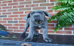 Cane Corso dogs for sale: Jasmine - Image 5