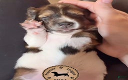 Miniature Dachshund dogs for sale: Rocky - Image 7