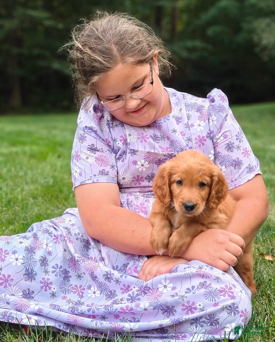 Goldendoodle dogs for sale: Rocky - Image 15