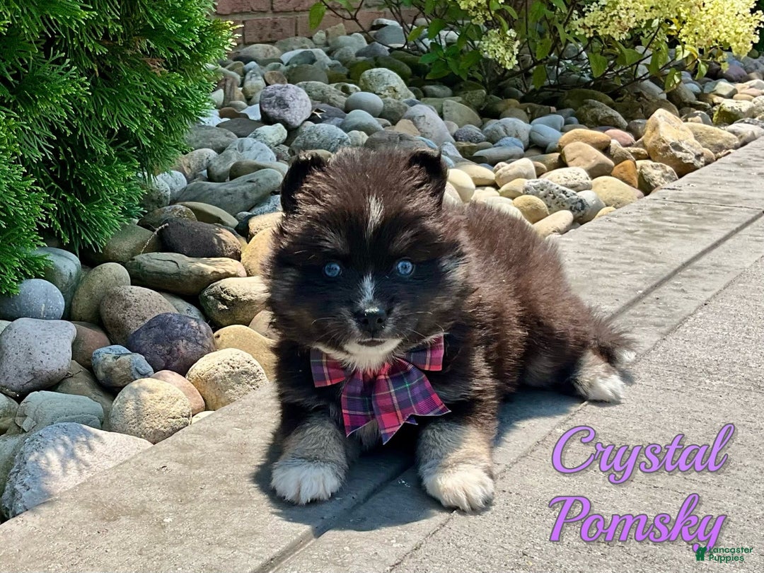 Pomsky dogs for sale: Crystal - Image 1