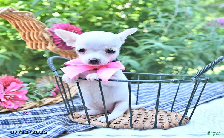 Chihuahua dogs for sale - Ad 4