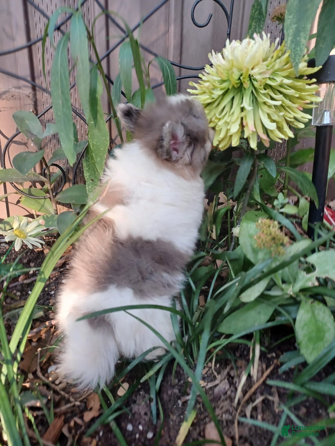 Pomeranian dogs for sale: Hank - Image 5