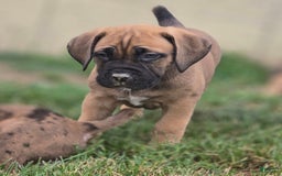 Cane Corso dogs for sale: Thor - Image 3