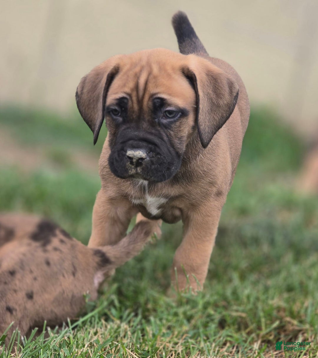 Cane Corso dogs for sale: Thor - Image 3