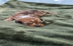 Miniature Dachshund dogs for sale: Flynn - Image 1