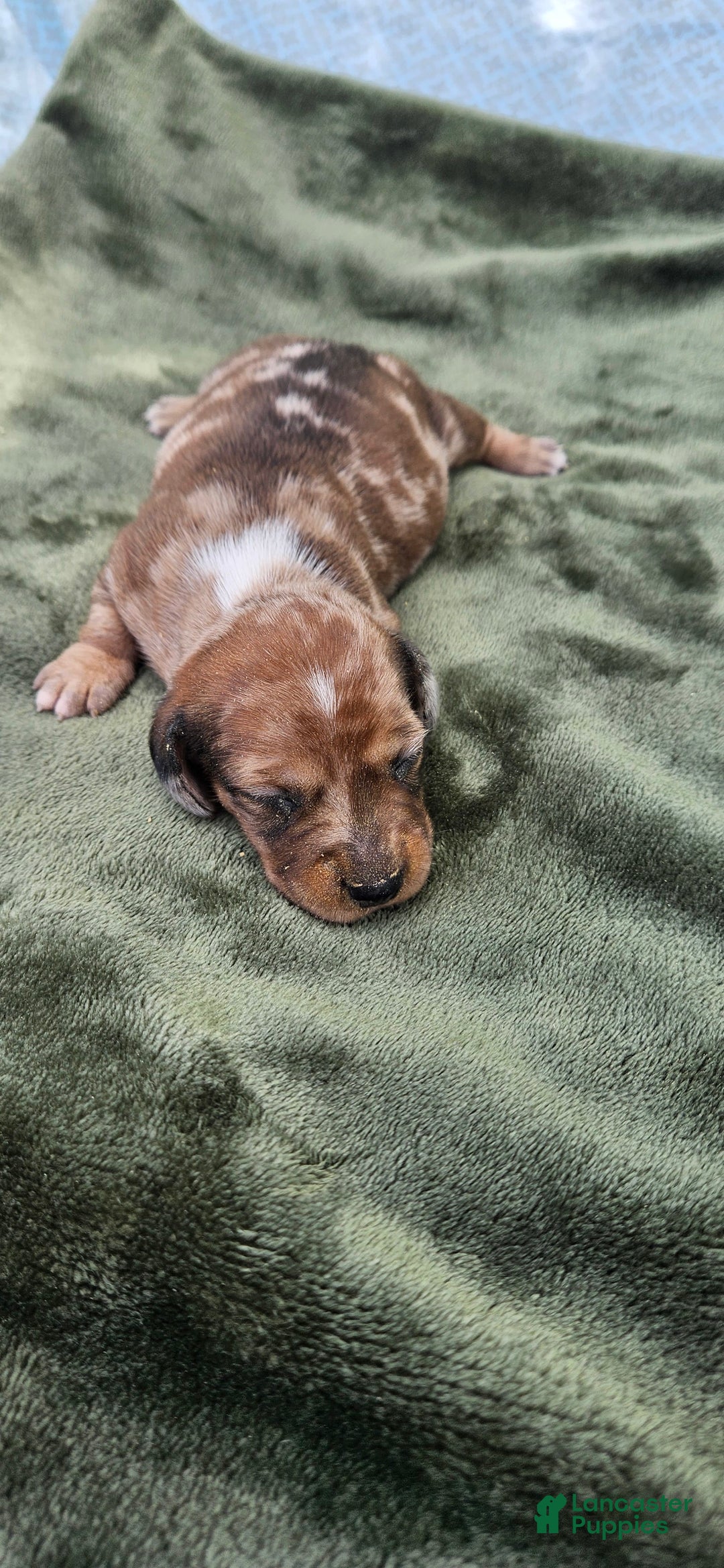 Miniature Dachshund dogs for sale: Flynn - Image 1