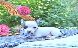 Chihuahua dogs for sale: Boston - Image 5