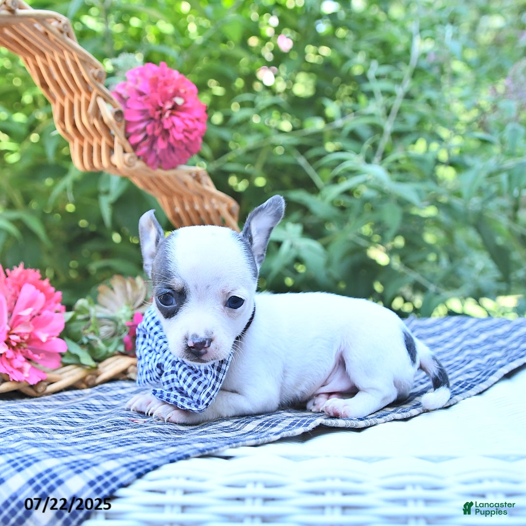 Chihuahua dogs for sale: Boston - Image 5