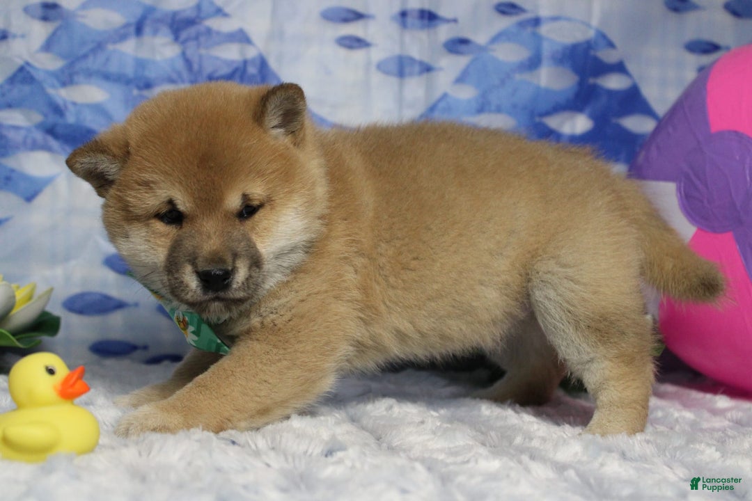 Shiba Inu dogs for sale: Larry - Image 25