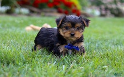 Yorkshire Terrier dogs for sale: Theodore - Image 13
