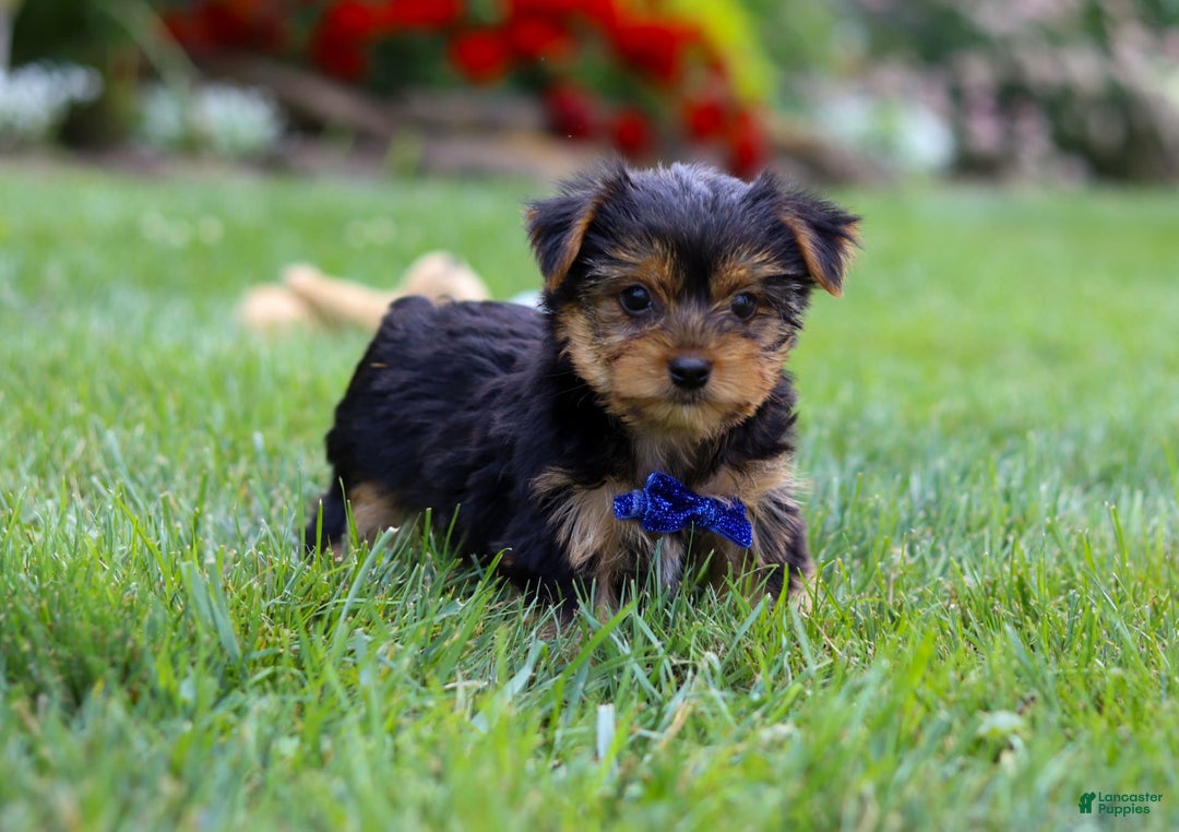 Yorkshire Terrier dogs for sale: Theodore - Image 13