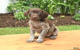 German Shorthaired Pointer dogs for sale: Thyme - Image 1