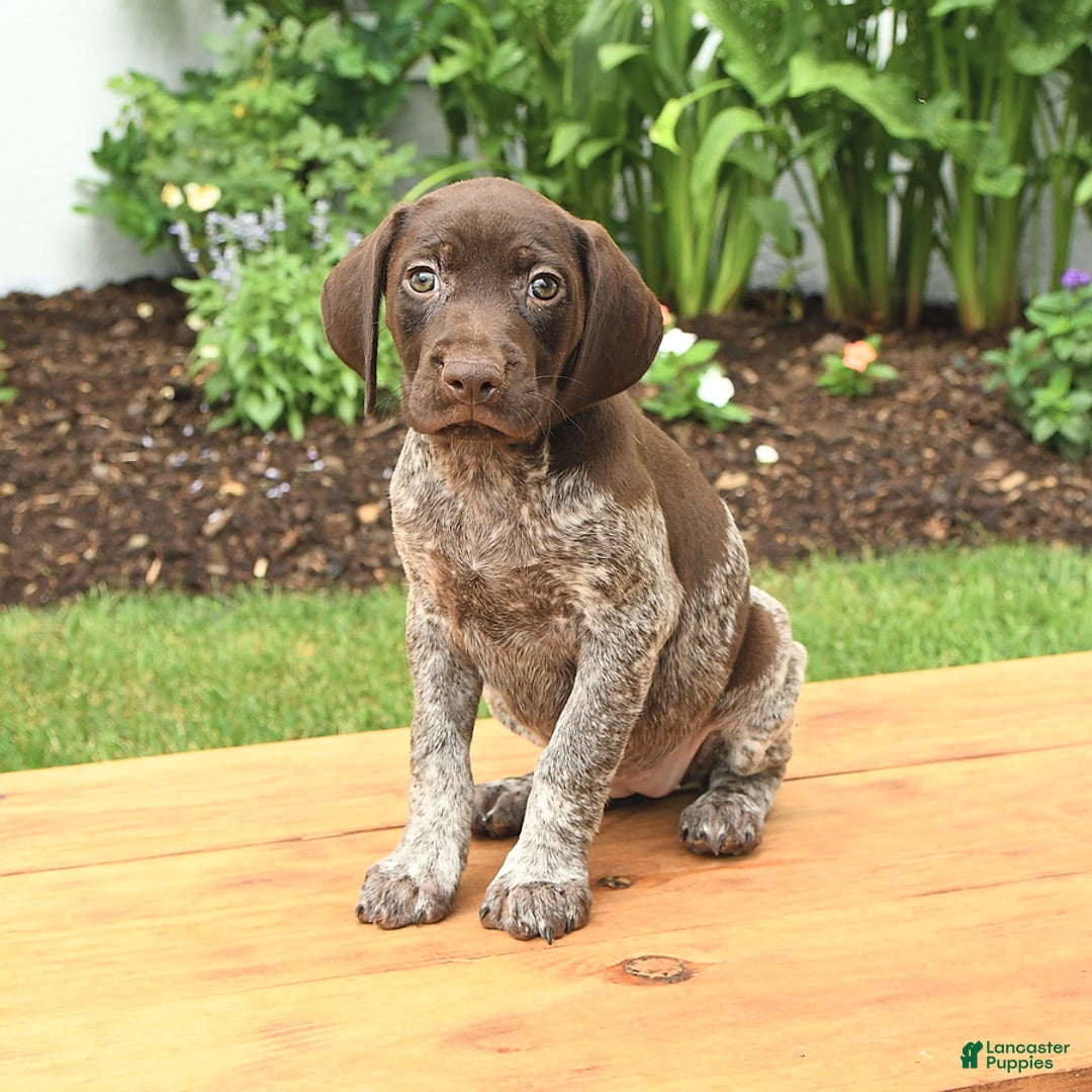 German Shorthaired Pointer dogs for sale: Thyme - Image 1