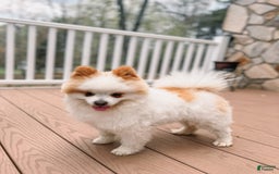 Pomeranian dogs for stud: Classic Romeo Kruz - Image 4