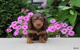 Dachshund dogs for sale: Princess - Image 11