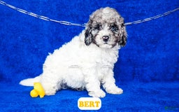 Cavapoo dogs for sale: Bert - Image 3