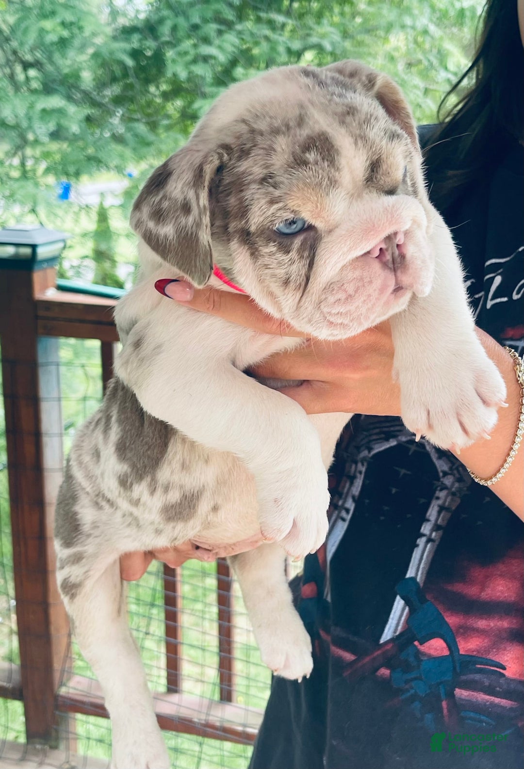 English Bulldog dogs for sale: Iceman - Image 8