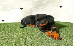 Rottweiler dogs for sale: Angeline - Image 5