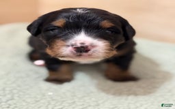 Bernedoodle dogs for sale: Bear - Image 1
