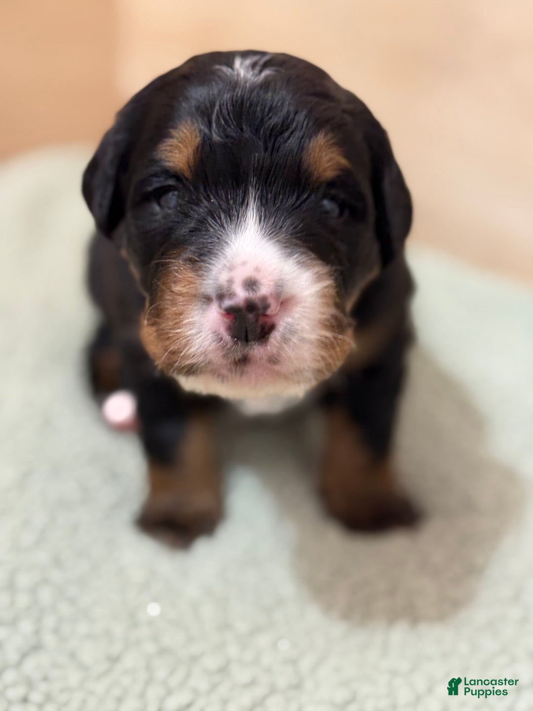 Bernedoodle dogs for sale: Bear - Image 1