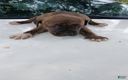 American Pit Bull Terrier dogs for sale: Lexi - Image 6