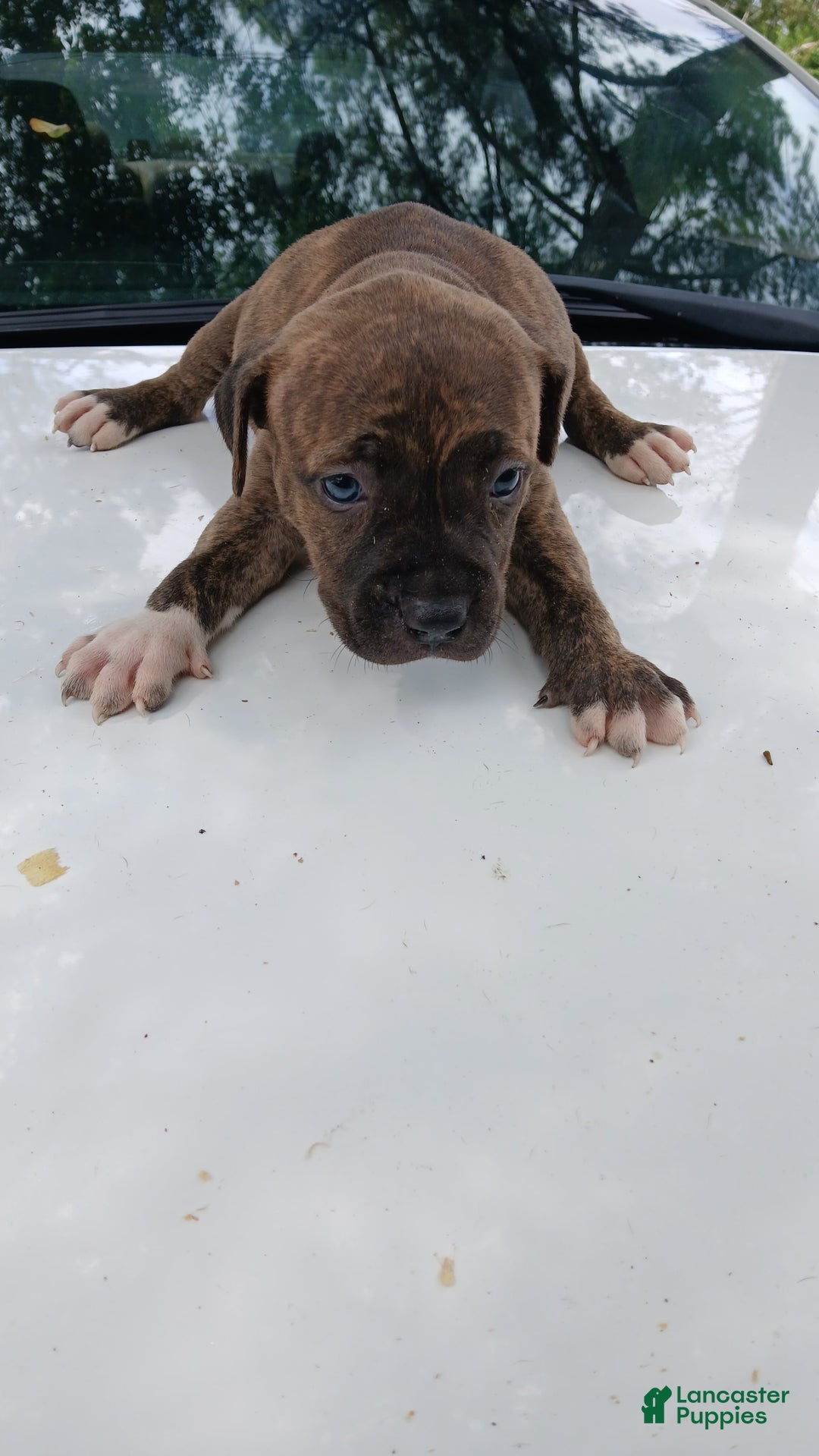 American Pit Bull Terrier dogs for sale: Lexi - Image 6