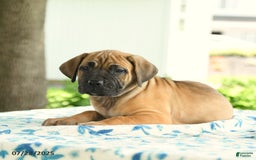 Cane Corso dogs for sale: Harmony - Image 5