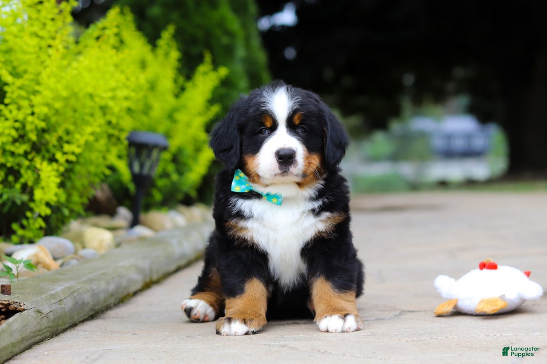 Bernese Mountain Dog dogs for sale: Anson - Image 6