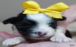 Yorkshire Terrier dogs for sale: Beckham - Image 17