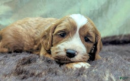 Cavapoo dogs for sale: Steve - Image 12