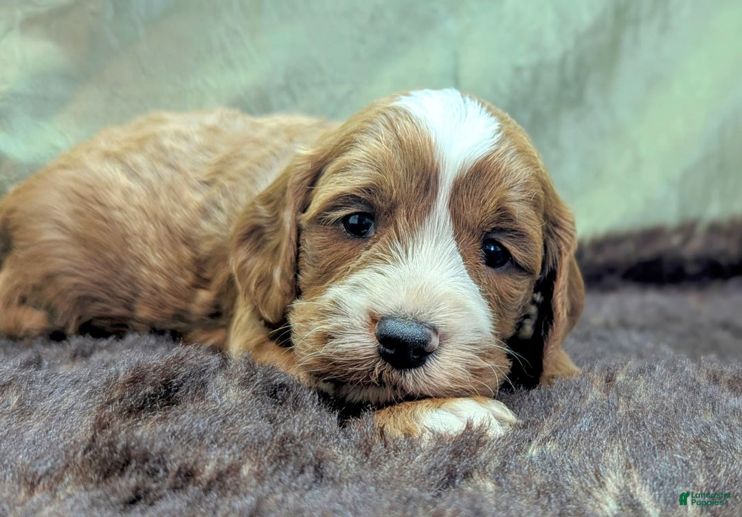 Cavapoo dogs for sale: Steve - Image 12