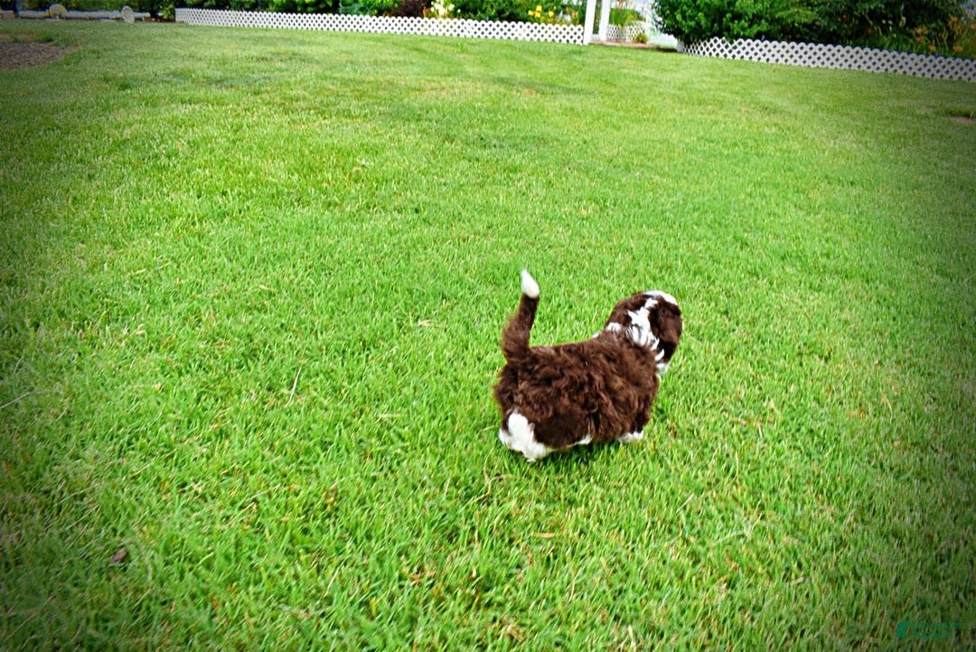 Havapoo dogs for sale: Dash - Image 14