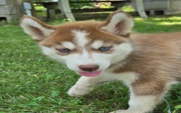 Siberian Husky dogs for sale: Arrow - Image 7